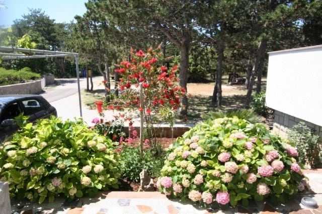 TOUR - Apartment Villa Marica - Middle game fishing