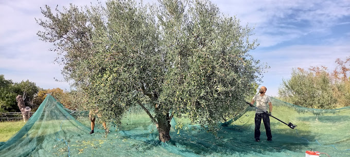 Two Bedroom House Olive Oil Homestead Milok