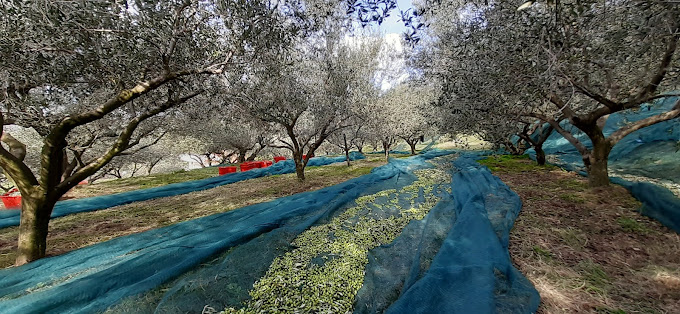 Studio Apartment Olive Oil Homestead Milok